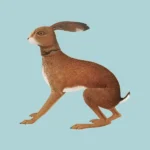 VASHTI BUNYAN - LOOKAFTERING