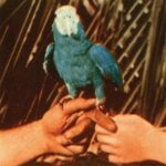 BIRD, ANDREW - ARE YOU SERIOUS DELUXE LP - LP