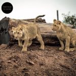 CHAUVEAU SYLVAIN - POST-EVERYTHING - LP