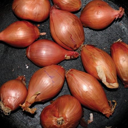 TY SEGALL - FRIED SHALLOTS - LP