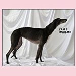 FLAT WORMS - FLAT WORMS - LP