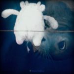 TENDRES TENEBRES - S/T - LP