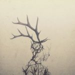 ANTENA, PENELOPE - ANTELOPE - LP