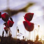 L'altra - in the afternoon