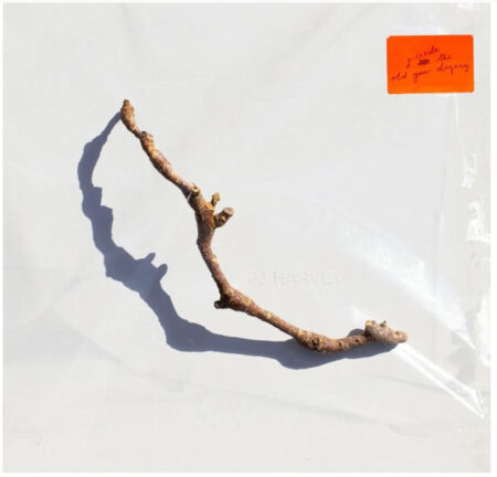 PJ Harvey - I Inside the Old Year Dying - LP