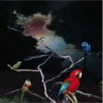 LIVE FROM UNION TRANSFER ( EXCLU INDES OPAQUE TANGERINE)