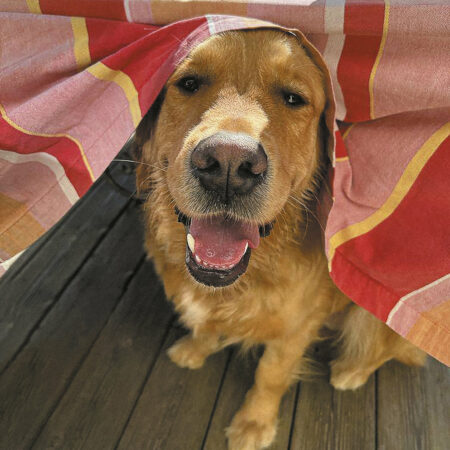 IT IT ANITA - MOUCHE