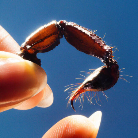 SQUID - COWARDS - VINYLE