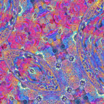 CARLOS NINOS & FRIENDS - PLACENTA