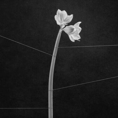 TRENTEMOLLER - DREAMWEAVER