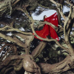 Après son album Keeper of the Shepherd, acclamé par la critique en 2024, la compositrice, chanteuse, guitariste et poète Hannah Frances revient avec Nested in Tangles.