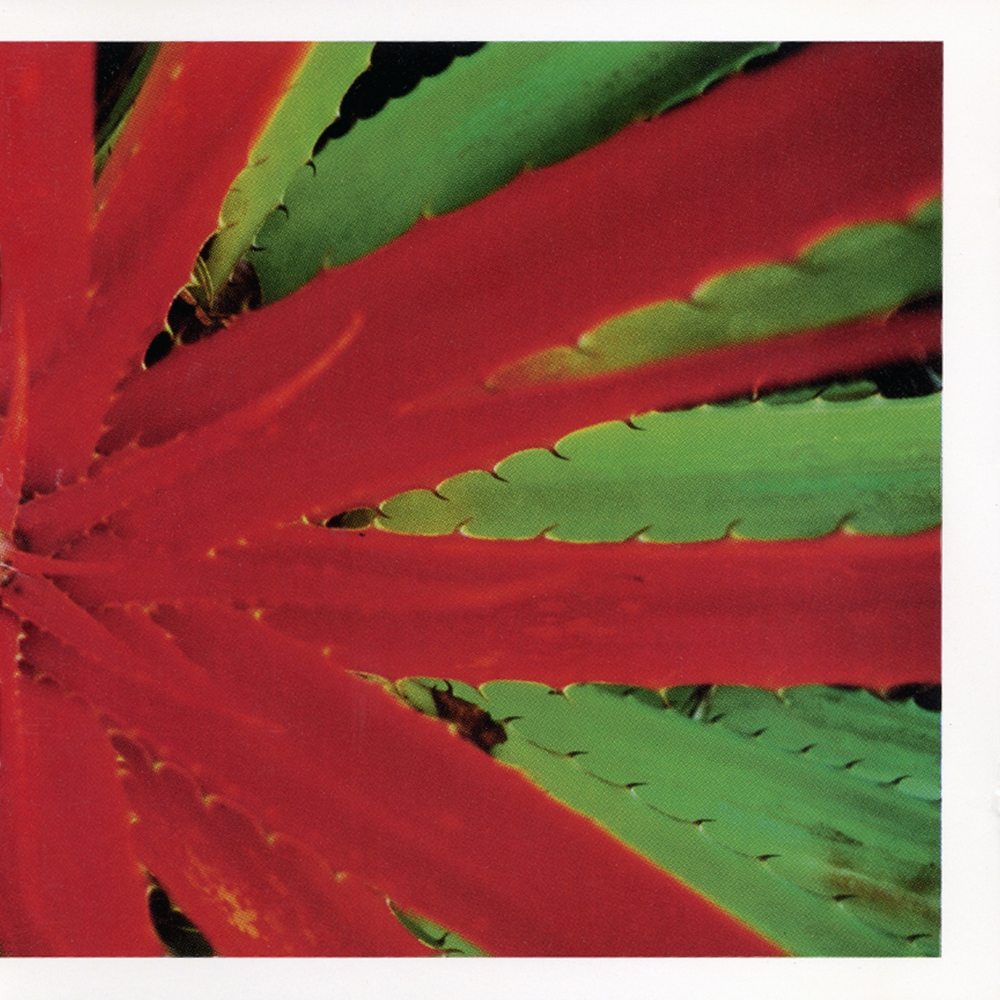 Second wave emo au bord du dernier souffle de l’alt-rock, This Afternoons Malady, second et dernier album de Jejune, déploie un mur de guitares grondantes digne de Corgan pour célébrer leur amour du midwest emo. Coproduit avec Ted Leo (Chisel), l’album entremêle douze titres de battements de mains et de cœurs brisés, désormais entièrement remasterisés et enfin disponibles en vinyle pour la première fois. L’occasion idéale de laisser derrière soi l’ancien picture disc.