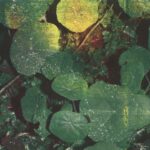 On découvre Whoman, trio bruxellois formé par Mira et Ambroos De Schepper et Lou Wery, après plusieurs années de concerts et d’explorations sonores entre formats électroniques et acoustiques. Né au fil des voyages, des répétitions et de fragments accumulés dans différents lieux de vie, About Honey s’est façonné patiemment, comme une collection de paysages sonores et de récits intimes. Ce qui frappe d’emblée, c’est la richesse des textures et la fluidité des arrangements. Guitares acoustiques, mandoline et guitare ténor dialoguent avec des nappes synthétiques et des harmonies vocales délicates, dessinant un univers sonore mouvant où se croisent énergie pop et atmosphères folk introspectives. Finalisé au Studio Ledeberg à Gand, l’album porte la trace de ces années de concerts, notamment les tournées en refuges de montagne qui ont recentré l’attention sur l’essence des morceaux : les voix, les harmonies et la respiration collective. À l’image du miel dont il emprunte la métaphore, About Honey concentre des influences multiples pour en révéler une couleur singulière : l’ampleur texturée d’Animal Collective et Panda Bear, la mélancolie lumineuse de Fleet Foxes, ou encore l’écriture foisonnante de Dirty Projectors. En dix titres, Whoman signe un premier album dense et lumineux, à la fois organique et inventif, où la délicatesse des voix et la richesse des arrangements composent un disque chaleureux et vivant, révélant une nouvelle voix singulière de la scène indé belge. 1.Morning Dew 2.Damp The View 3.Errance 4.Fly Bee Fly 5.Backwards 6.About Honey 7.August 8.Hound 9.Bleach 10.Maandagje